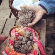 truffles in a truffle fair