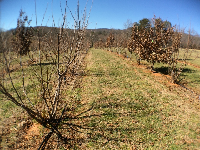 black truffle orchard in NC