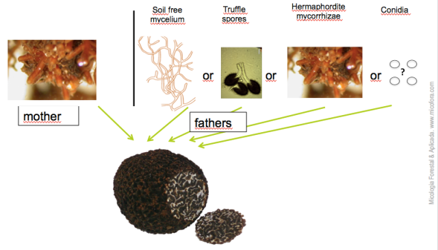 mothers come from mycorrhizae but truffle father from other sources