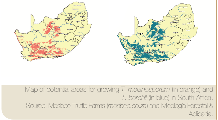 South Africa truffle farming map micofora